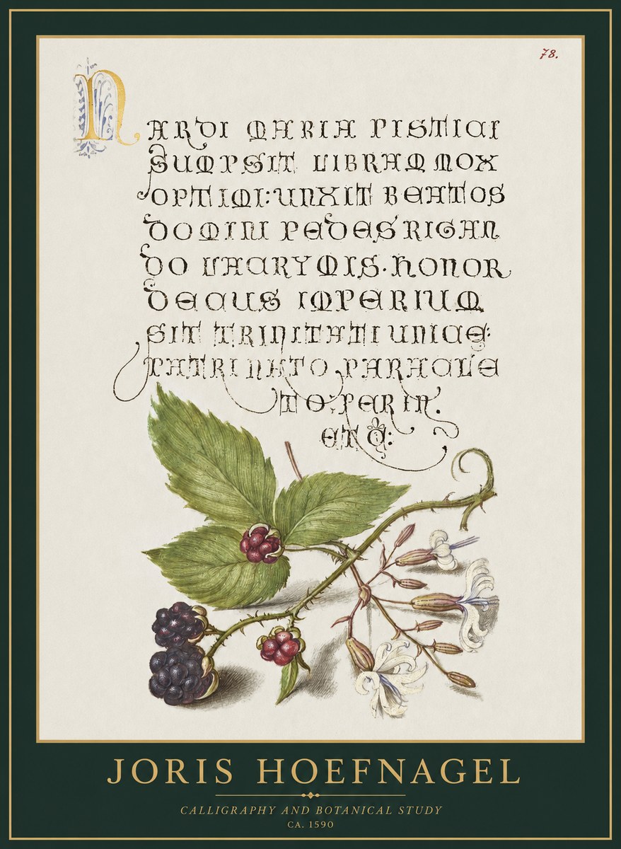 Joris Hoefnagel Calligraphy and Botanical Study II No1 - Póster