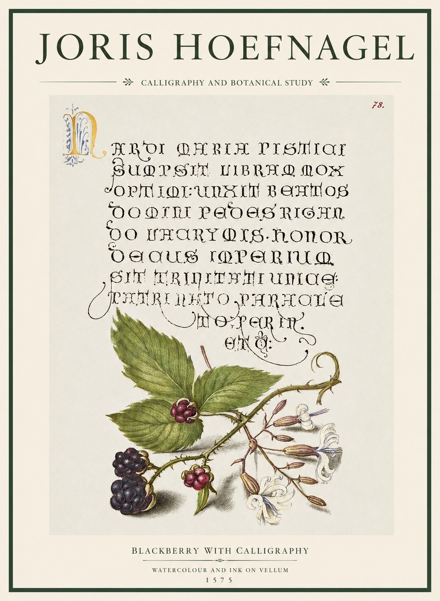 Joris Hoefnagel Calligraphy and Botanical Study II No5 - Póster