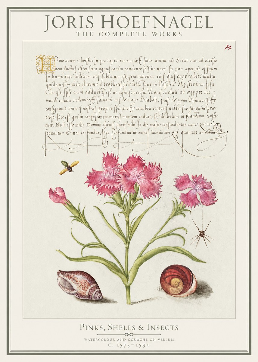 Joris Hoefnagel Pinks, Shells & Insects No1 - Póster