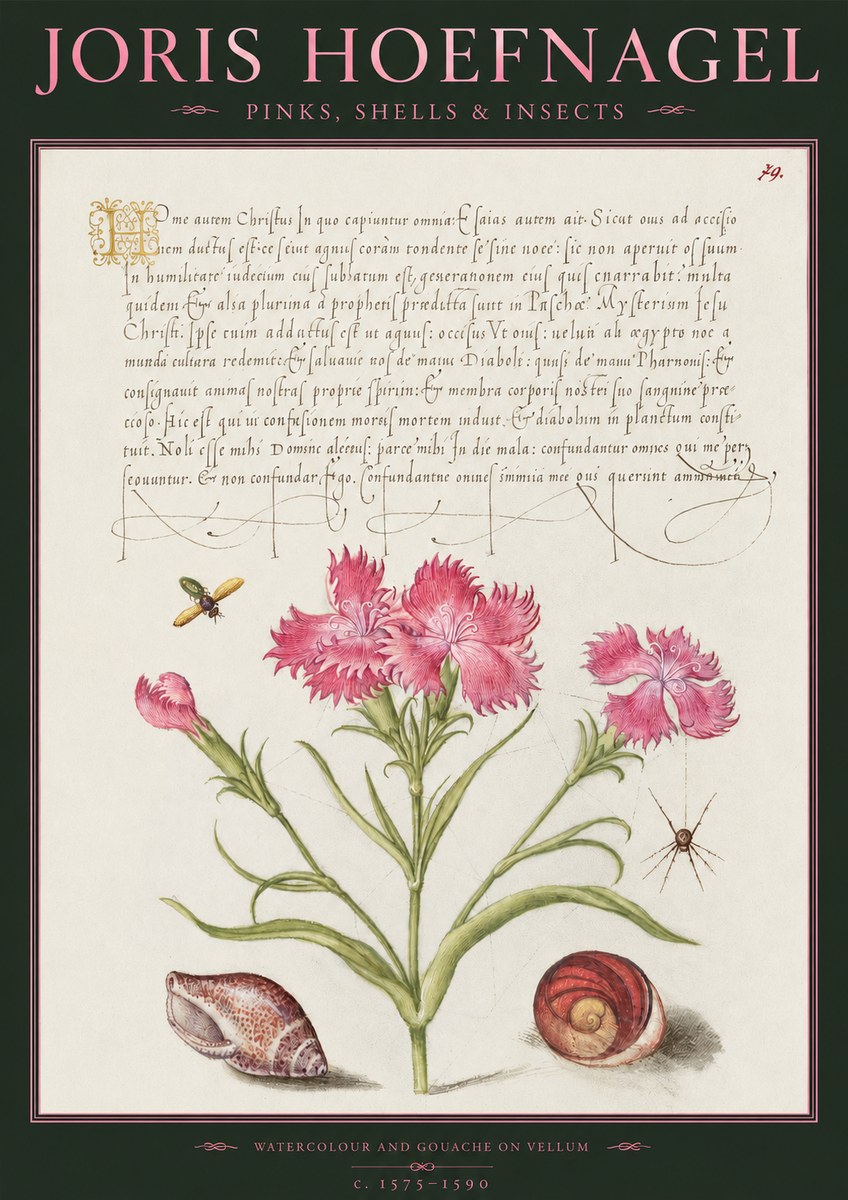 Joris Hoefnagel Pinks, Shells & Insects No2 - Póster