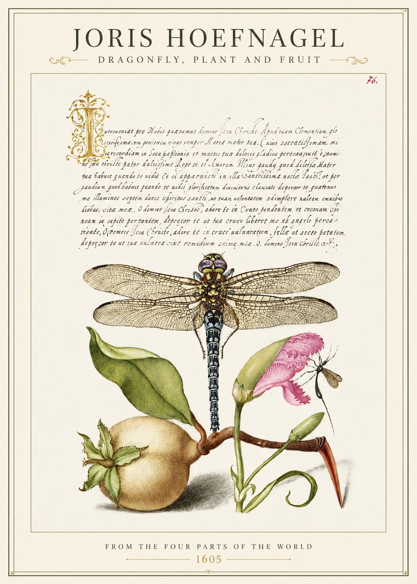 Joris Hoefnagel Dragonfly, Plant and Fruit No1 - Póster