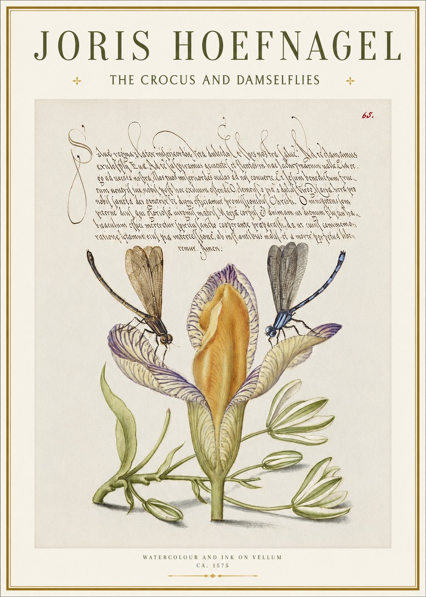 Joris Hoefnagel The Crocus and Damselflies No1 - Póster
