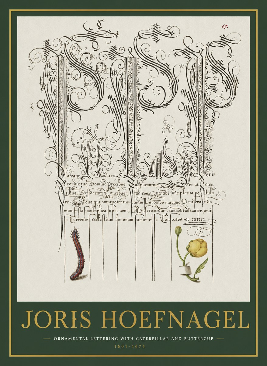 Joris Hoefnagel Ornamental Calligraphy with Caterpillar and Buttercup No2 - Póster