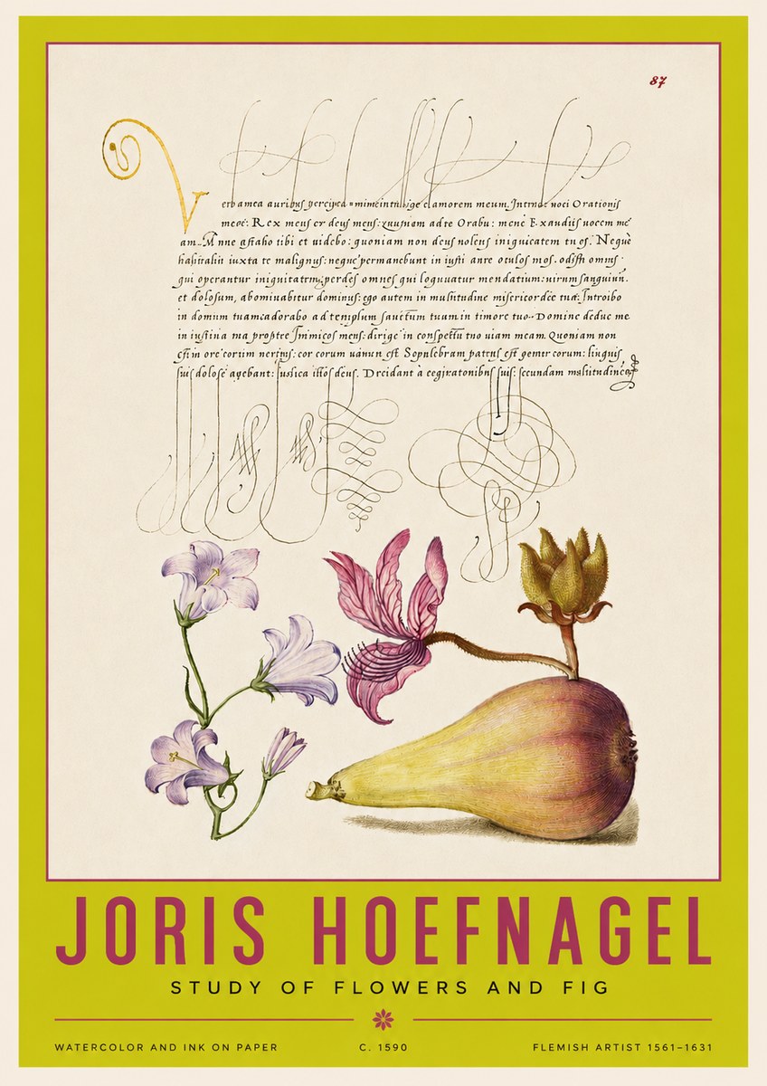Joris Hoefnagel Study of Plants II No4 - Póster