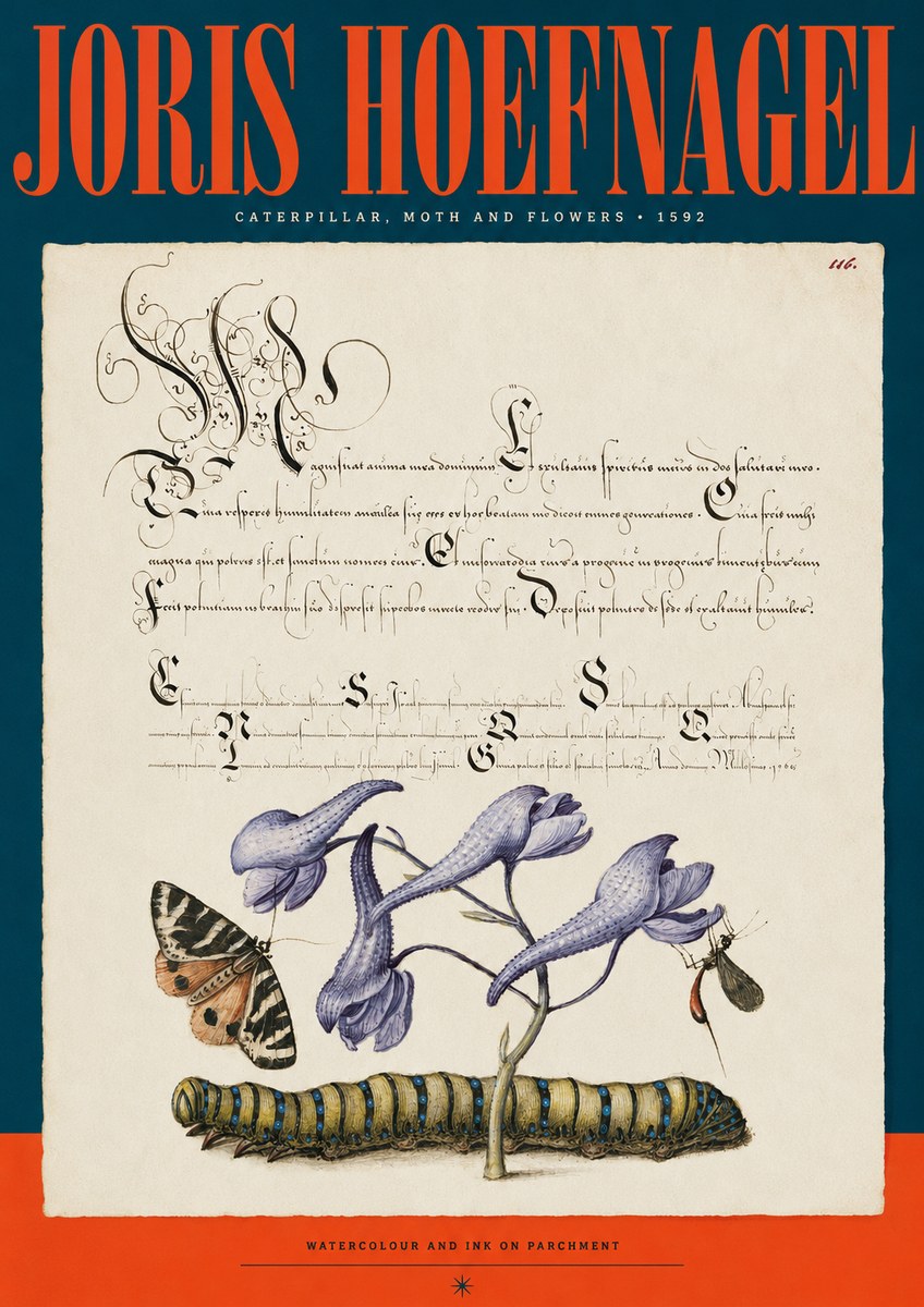 Joris Hoefnagel Caterpillar, Moth and Flowers No2 - Póster