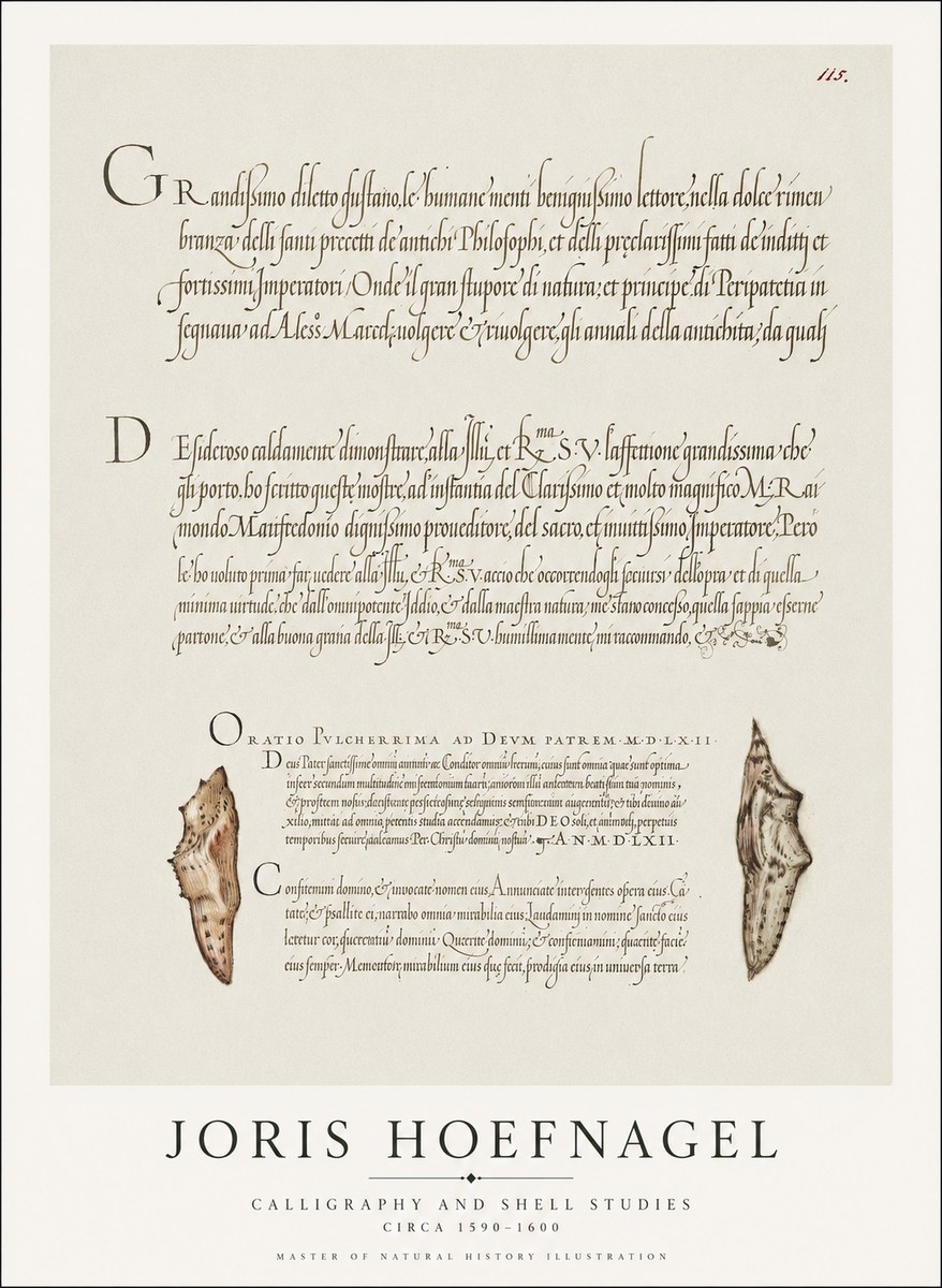 Joris Hoefnagel Study of Shells and Calligraphy No2 - Póster