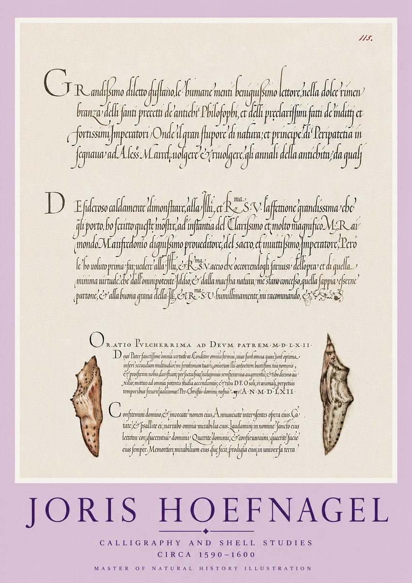Joris Hoefnagel Study of Shells and Calligraphy No6 - Póster
