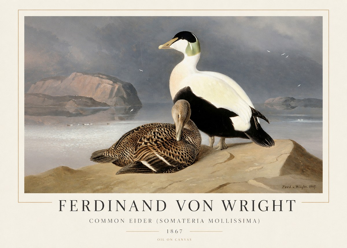 Ferdinand von Wright Common Eider (Somateria Mollissima) No1 - Póster
