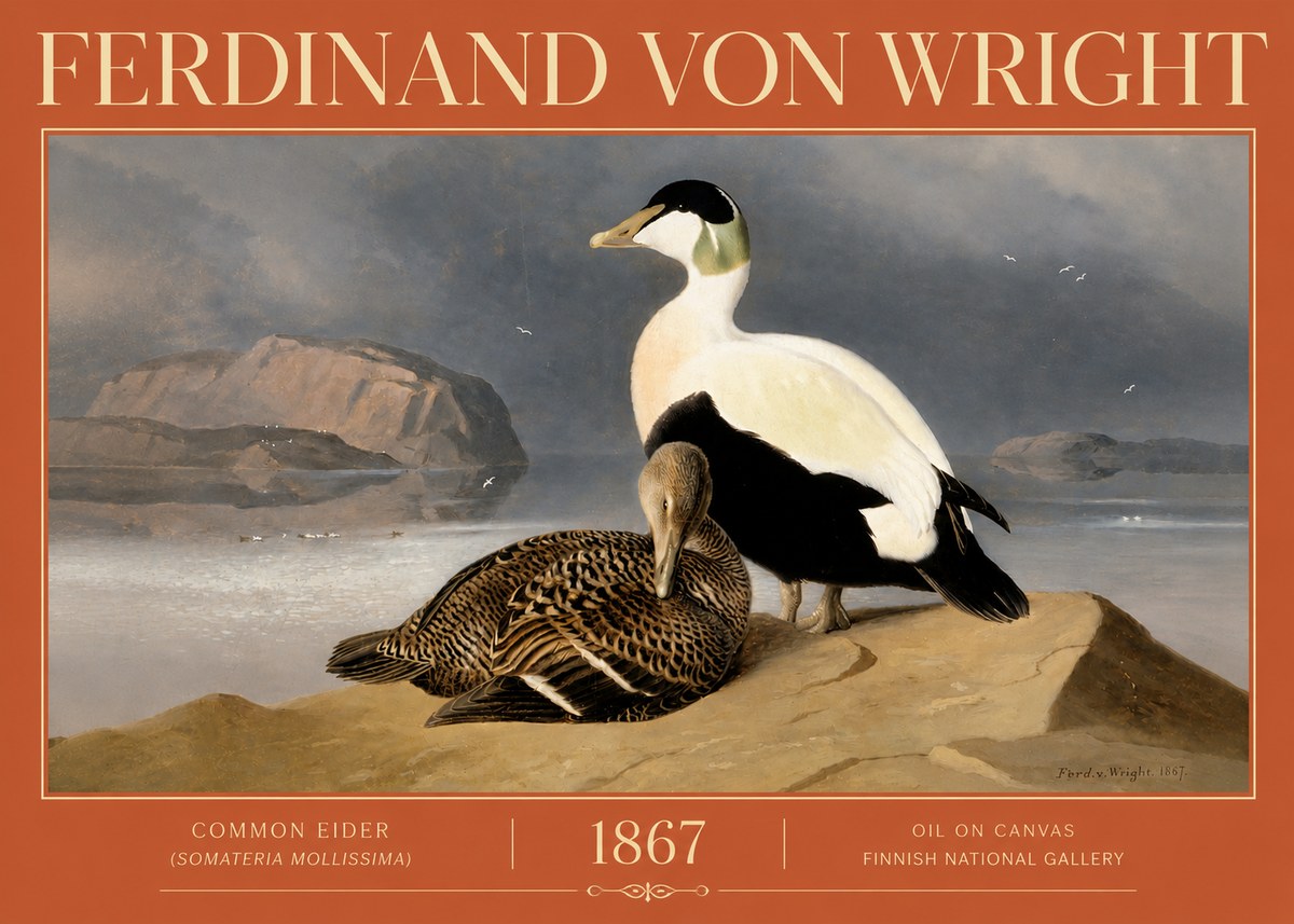 Ferdinand von Wright Common Eider (Somateria Mollissima) No4 - Póster