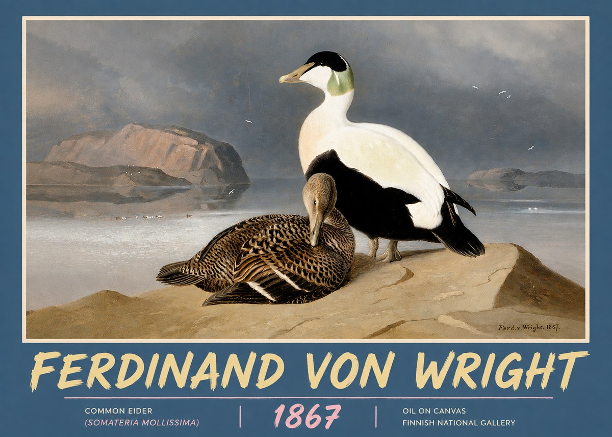 Ferdinand von Wright Common Eider (Somateria Mollissima) No5 - Póster
