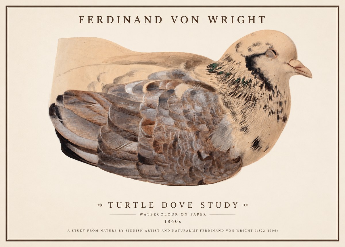 Ferdinand von Wright Turtle Dove Study No1 - Póster