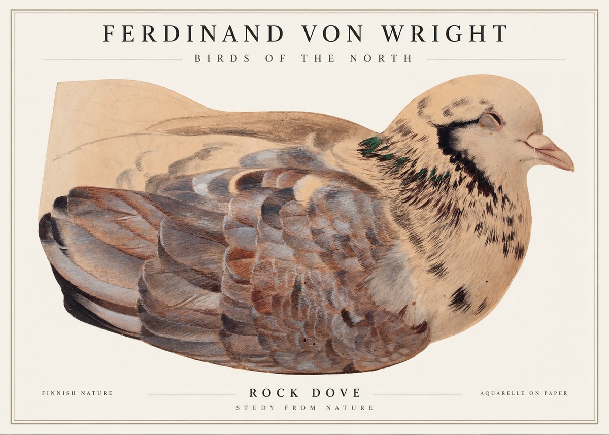 Ferdinand von Wright Turtle Dove Study No2 - Póster