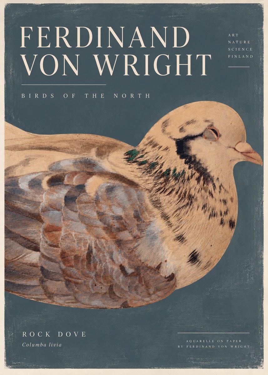 Ferdinand von Wright Turtle Dove Study No5 - Póster