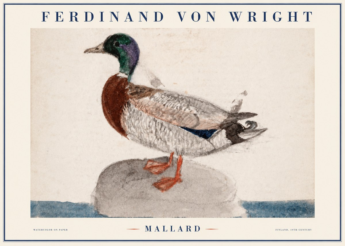 Ferdinand von Wright Mallard No1 - Póster