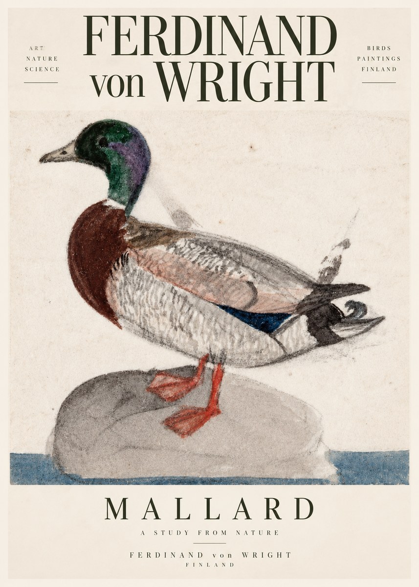 Ferdinand von Wright Mallard No3 - Póster