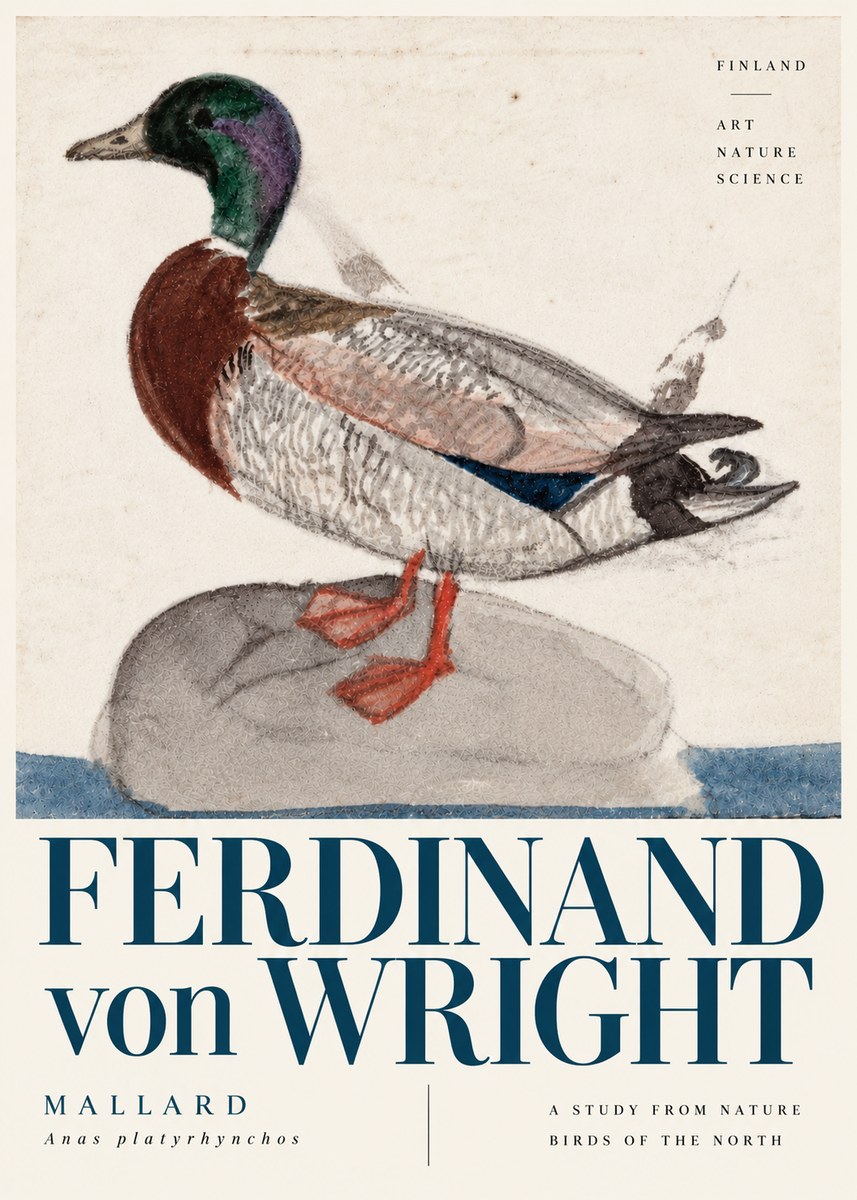 Ferdinand von Wright Mallard No6 - Póster