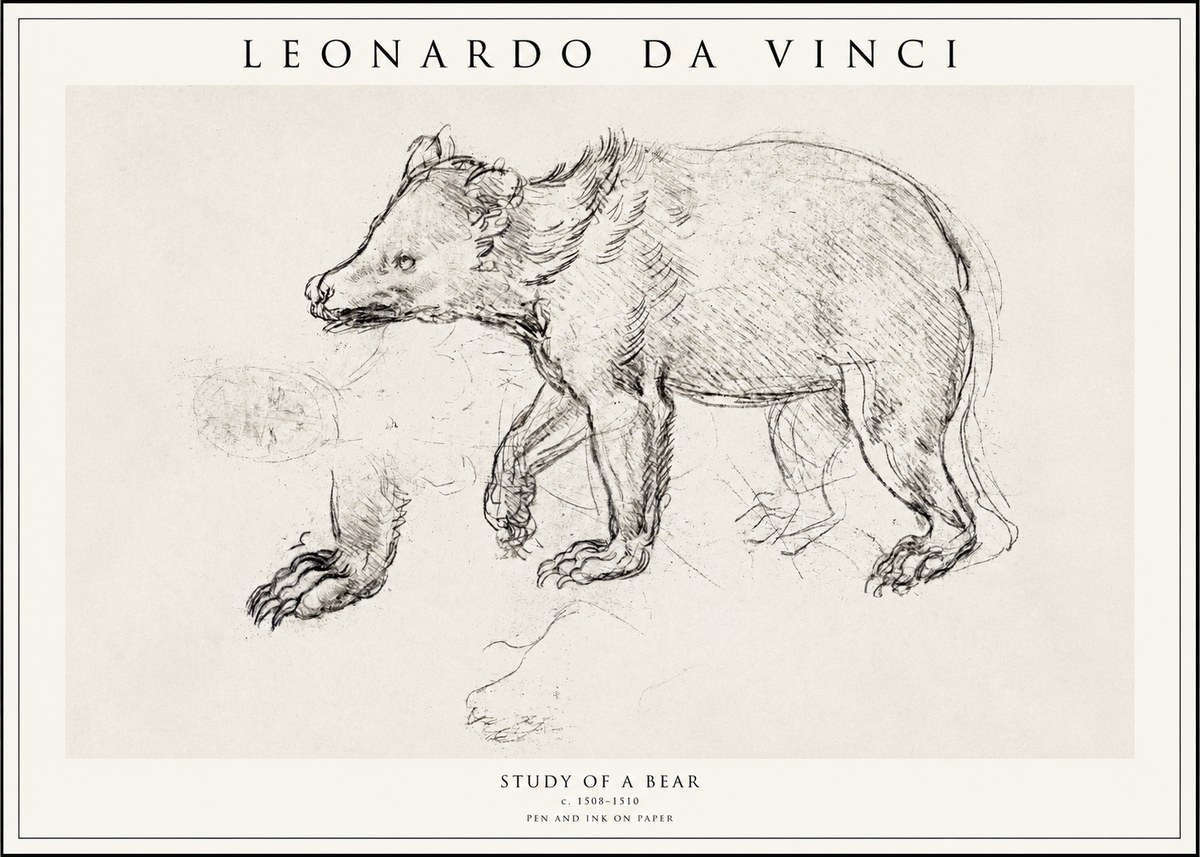 Leonardo da Vinci Study of a Bear No1 - Póster