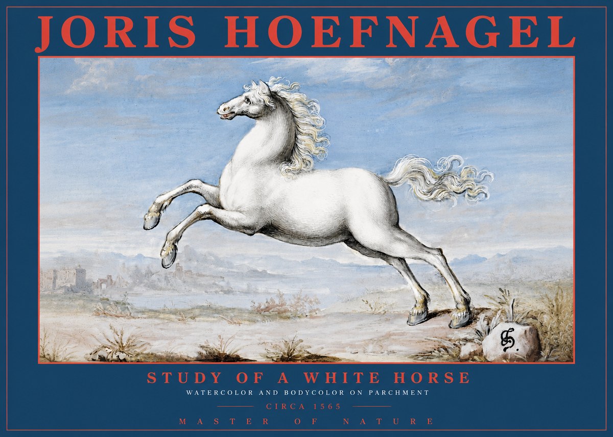 Joris Hoefnagel Study of a White Horse No2 - Póster