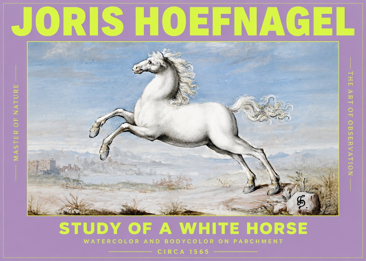 Joris Hoefnagel Study of a White Horse No3 - Póster