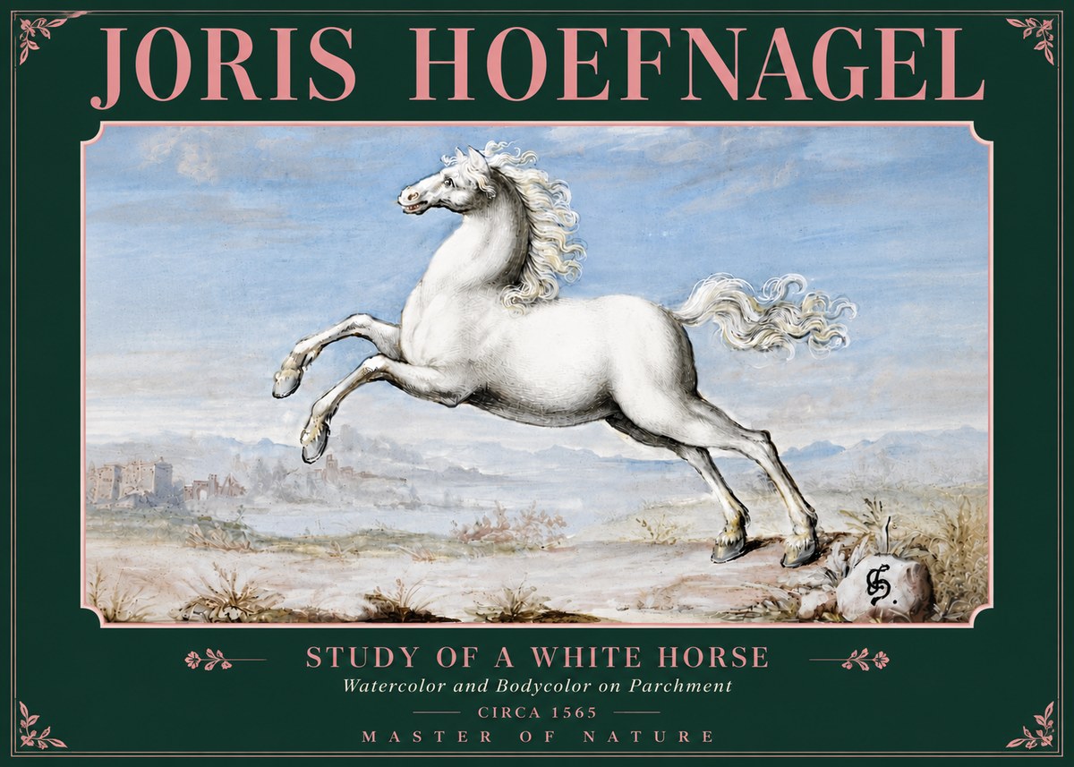 Joris Hoefnagel Study of a White Horse No5 - Póster