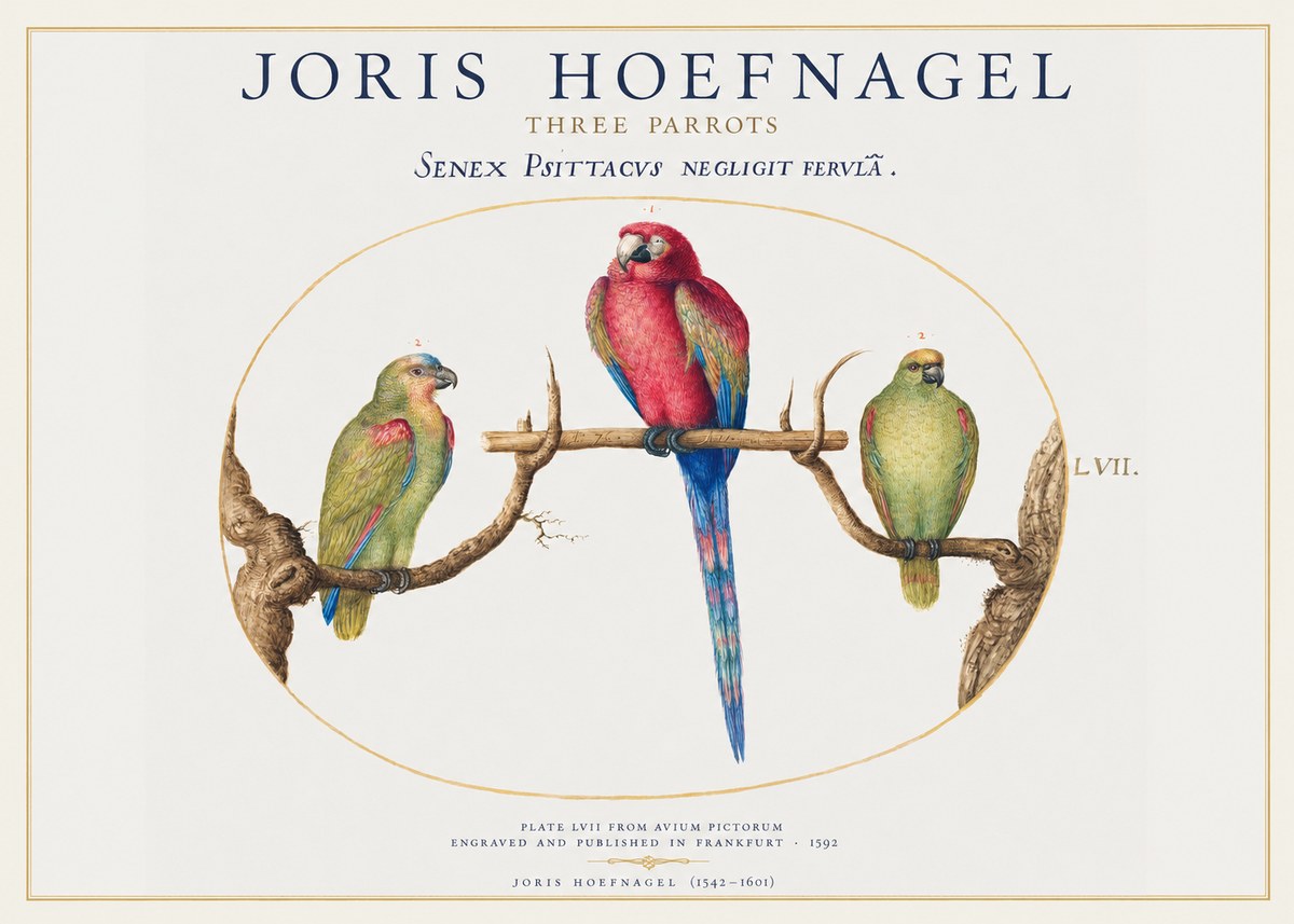 Joris Hoefnagel Three Parrots No1 - Póster