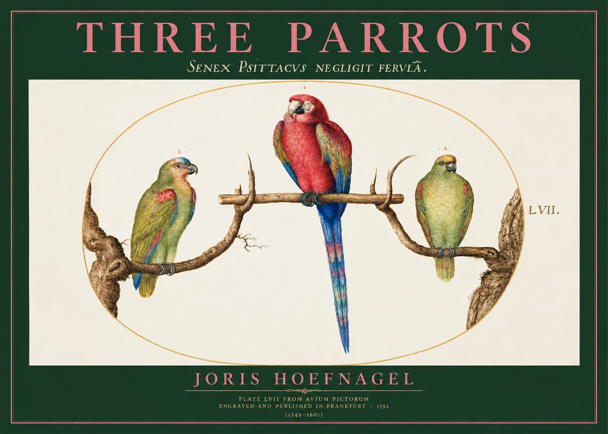 Joris Hoefnagel Three Parrots No2 - Póster