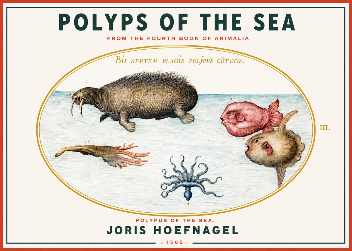 Joris Hoefnagel Polyps of the Sea No3 - Póster