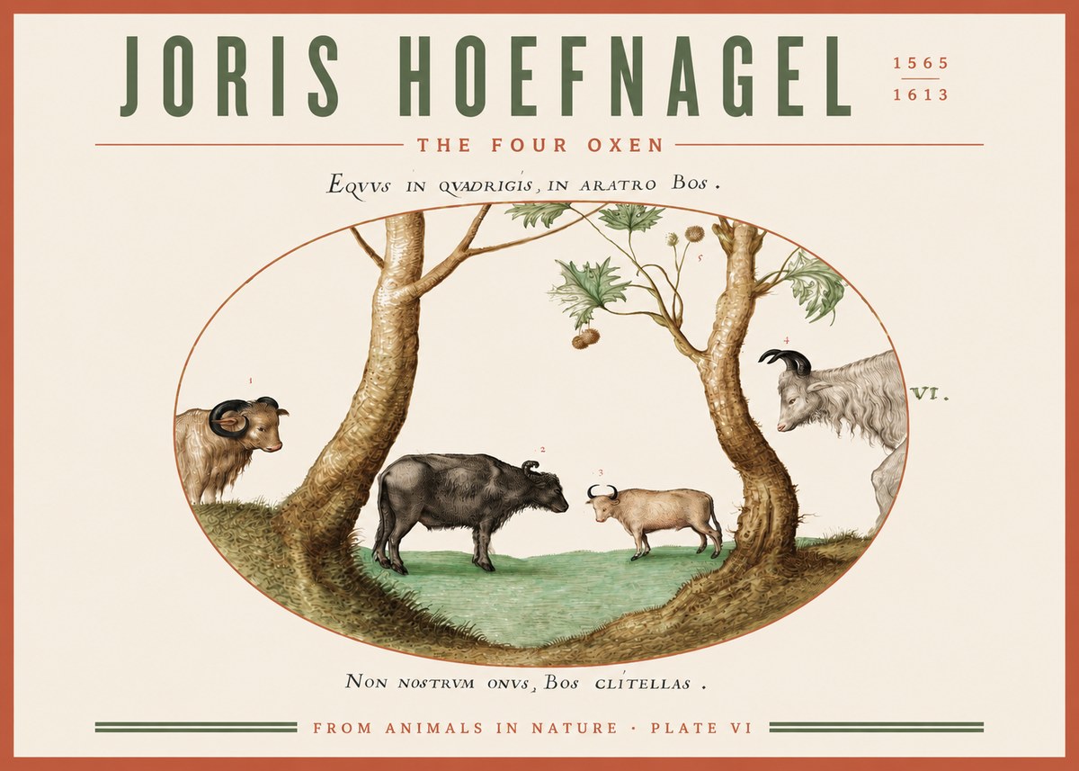 Joris Hoefnagel The Four Oxen No3 - Póster