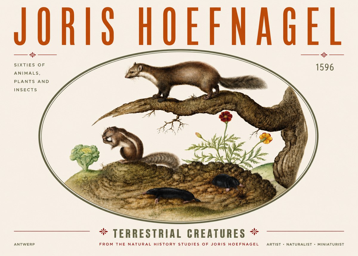 Joris Hoefnagel Terrestrial Creatures No3 - Póster