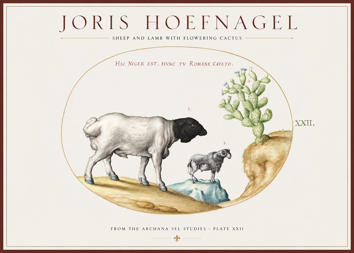 Joris Hoefnagel Sheep and Lamb with Flowering Cactus No1 - Póster