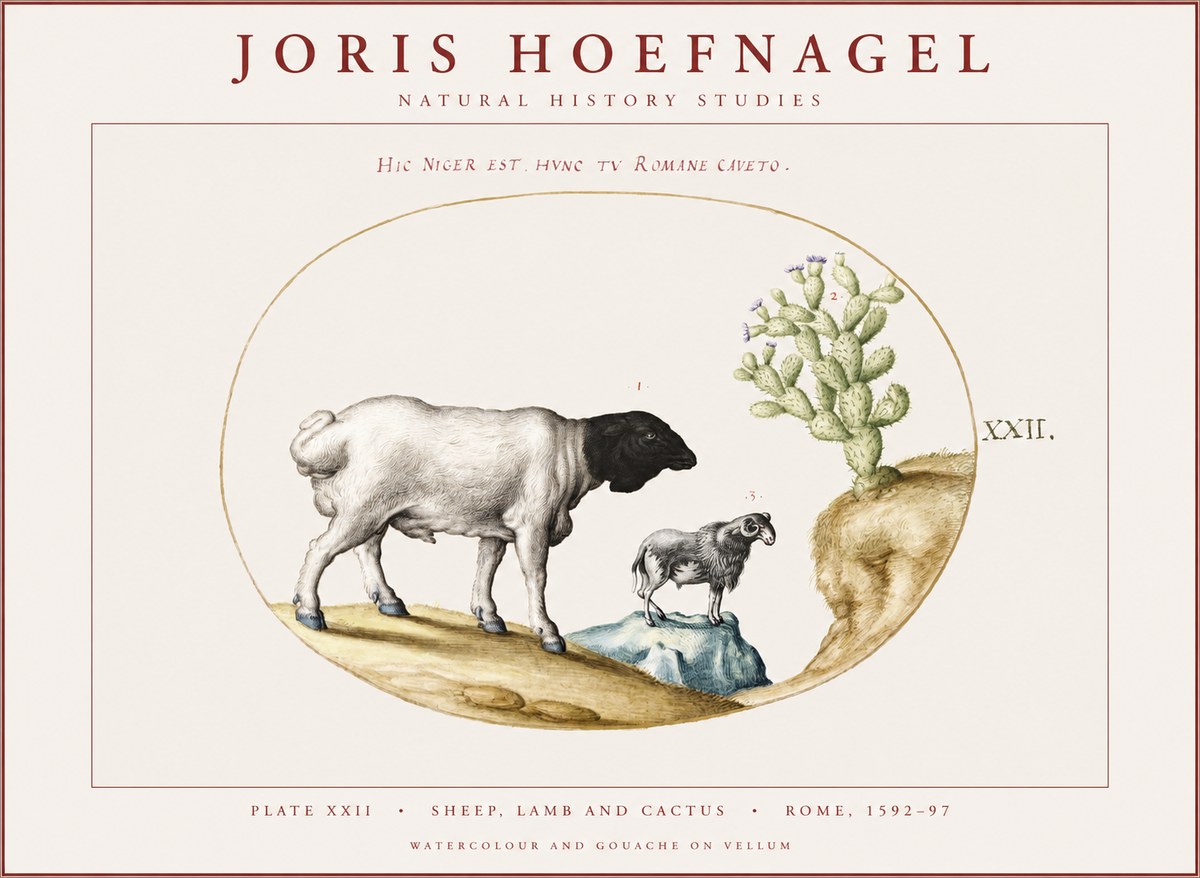 Joris Hoefnagel Sheep and Lamb with Flowering Cactus No4 - Póster