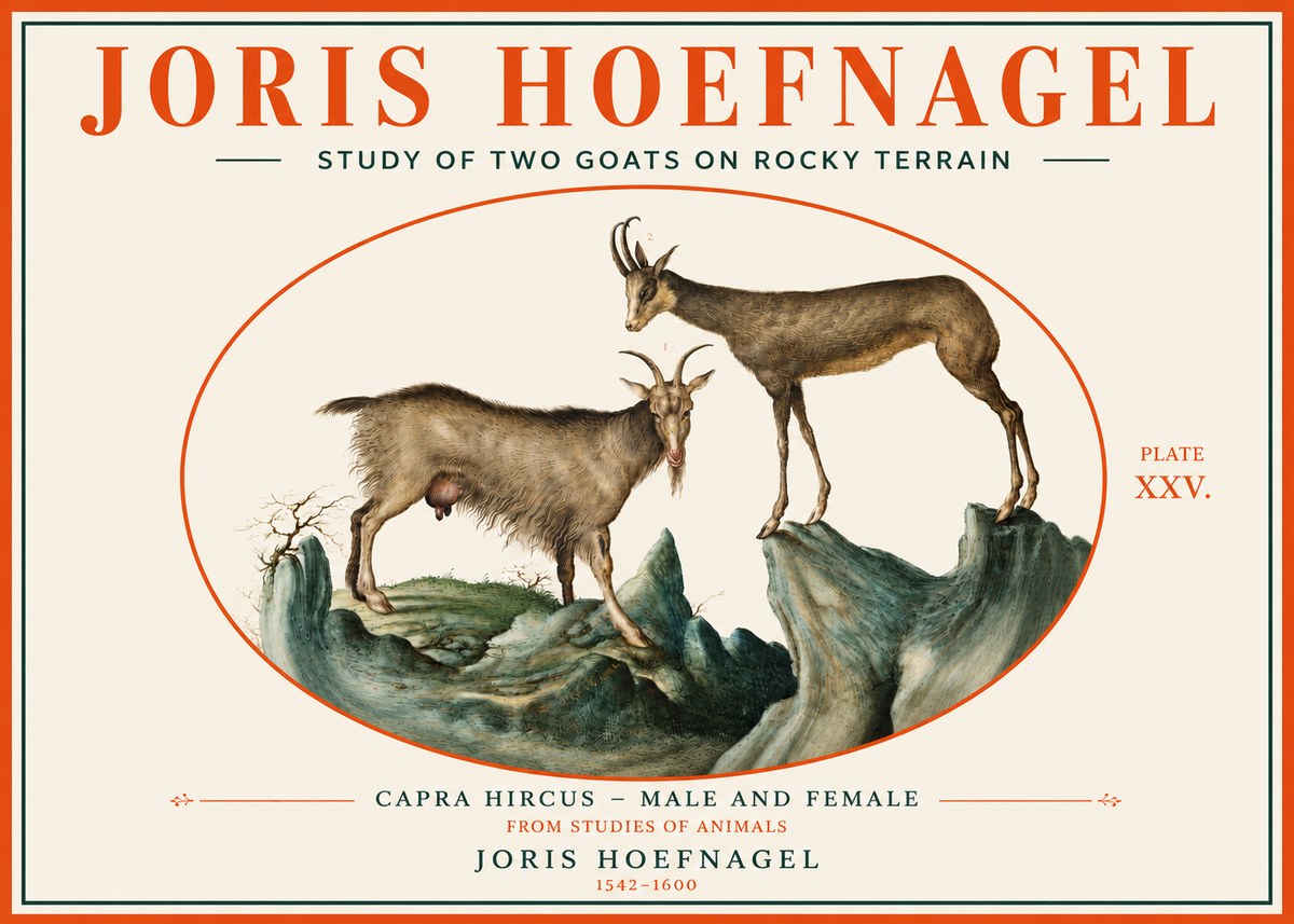 Joris Hoefnagel Study of Two Goats on Rocky Terrain No3 - Póster