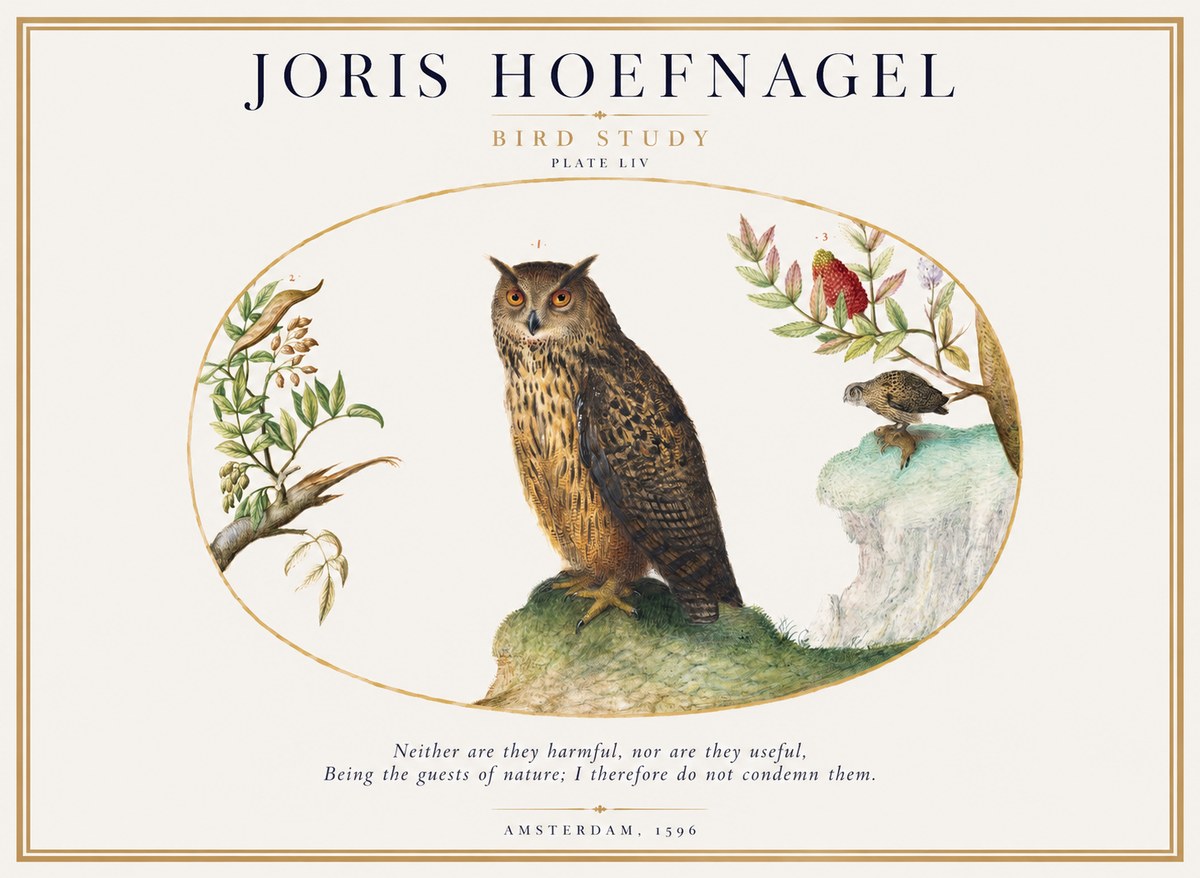 Joris Hoefnagel Bird Study Plate Liv No1 - Póster