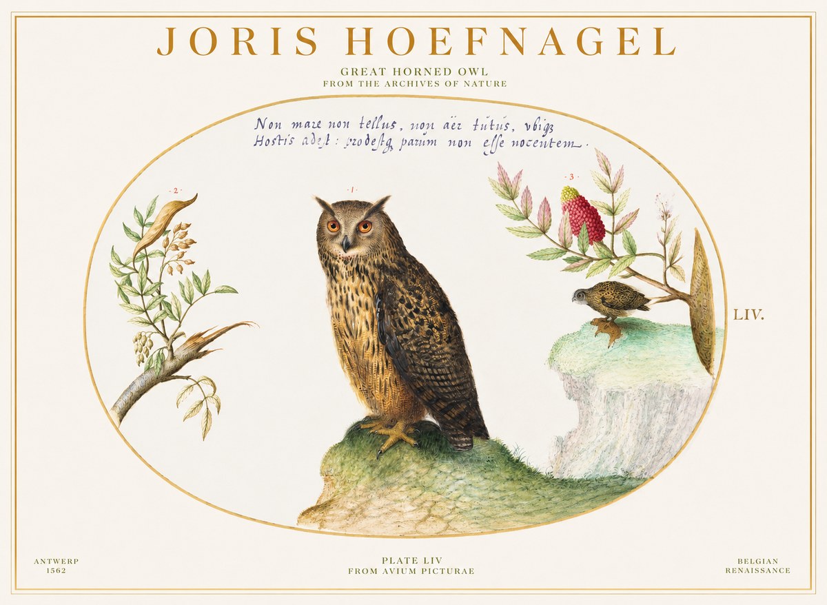 Joris Hoefnagel Bird Study Plate Liv No6 - Póster