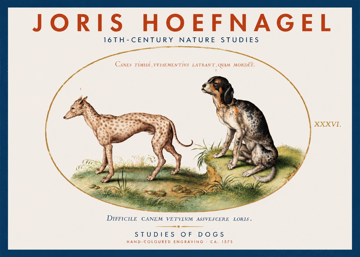 Joris Hoefnagel Studies of Dogs No2 - Póster