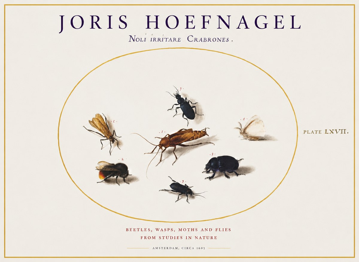 Joris Hoefnagel Scarabeus Aqvilä Qvaerit. No2 - Póster