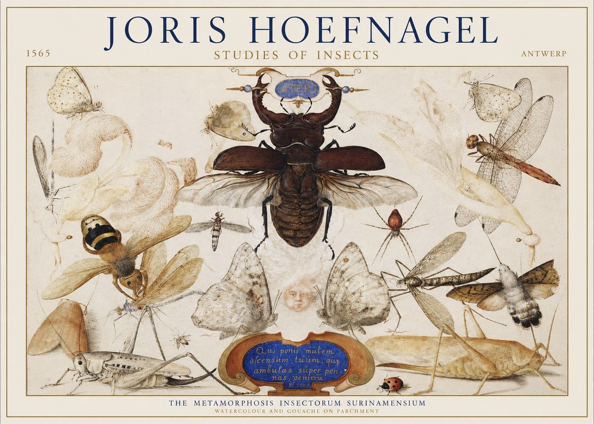 Joris Hoefnagel Studies of Insects I No1 - Póster