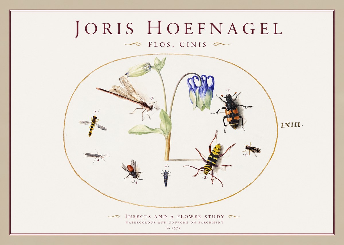 Joris Hoefnagel Insects and a Flower Study No1 - Póster