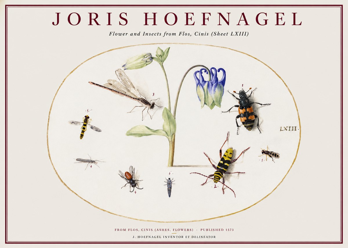 Joris Hoefnagel Insects and a Flower Study No2 - Póster