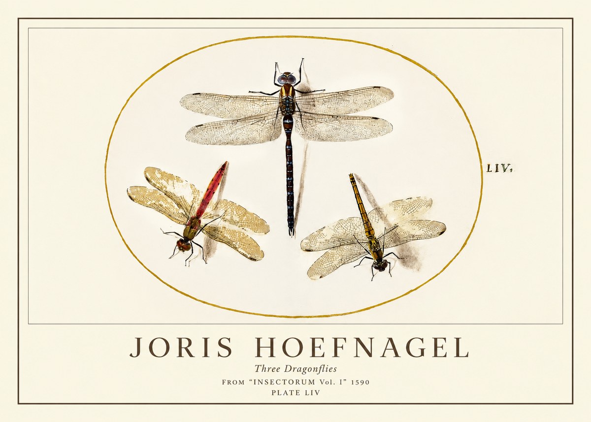 Joris Hoefnagel Three Dragonflies No1 - Póster