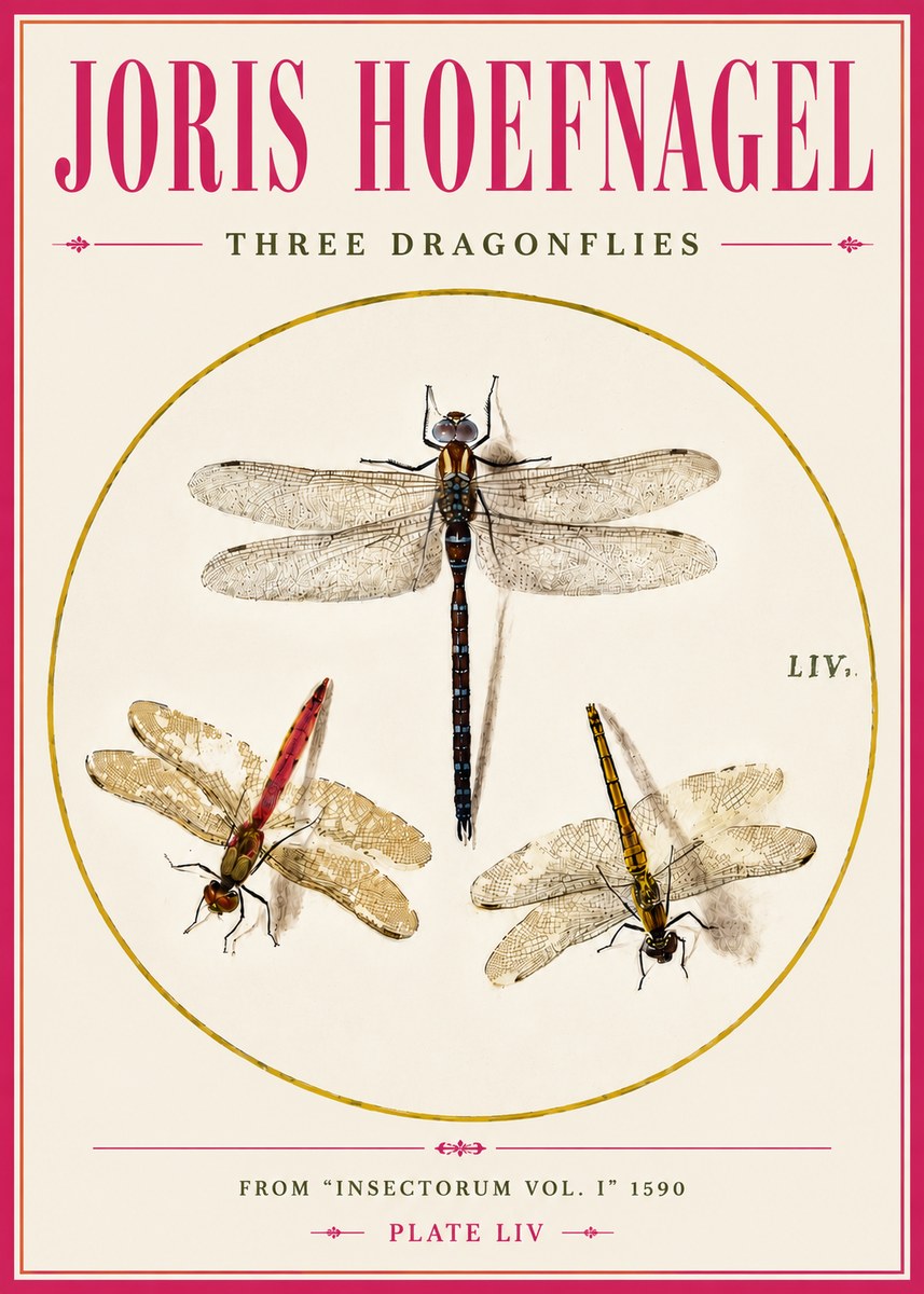 Joris Hoefnagel Three Dragonflies No5 - Póster