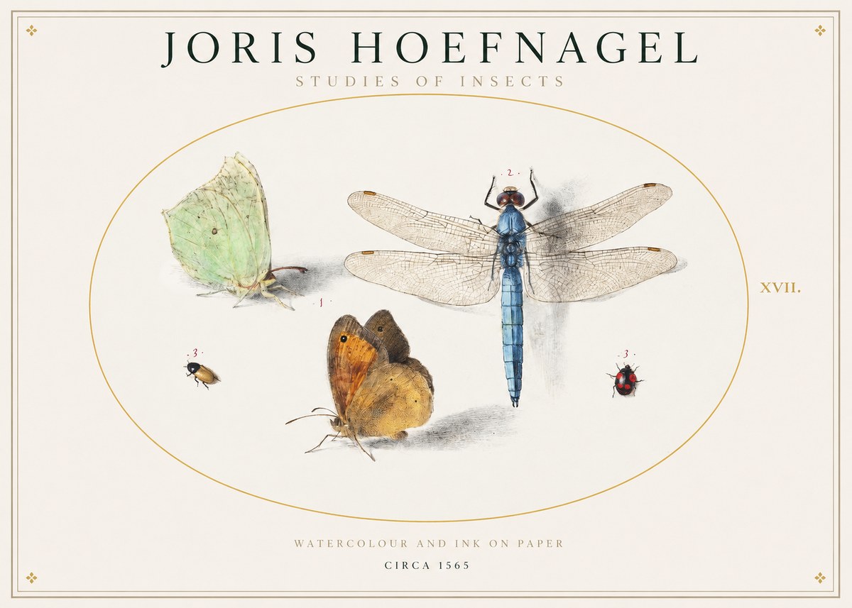 Joris Hoefnagel A Study of Butterflies, Dragonflies and Beetles No2 - Póster