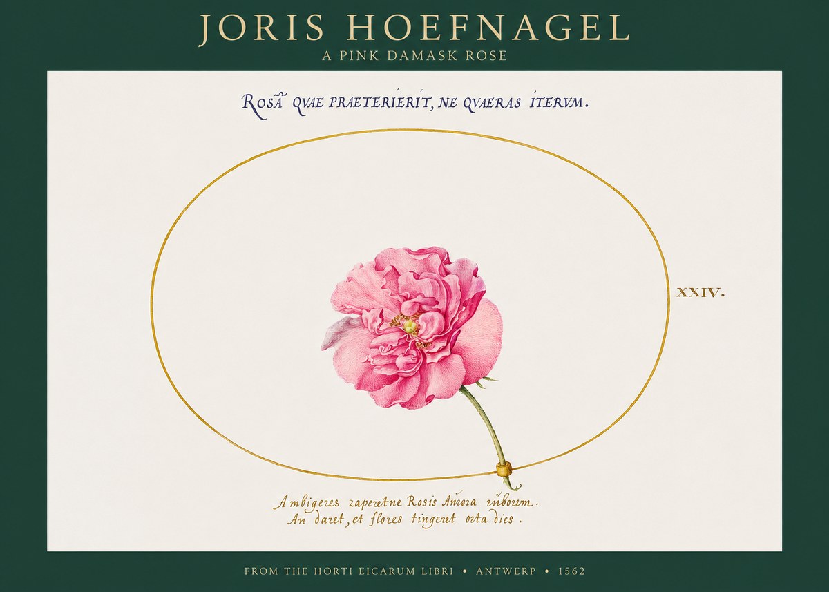 Joris Hoefnagel A Pink Damask Rose No1 - Póster