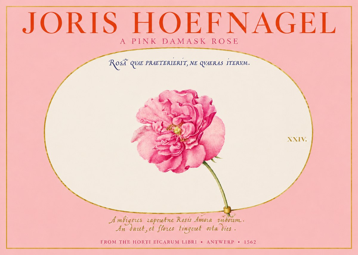 Joris Hoefnagel A Pink Damask Rose No2 - Póster