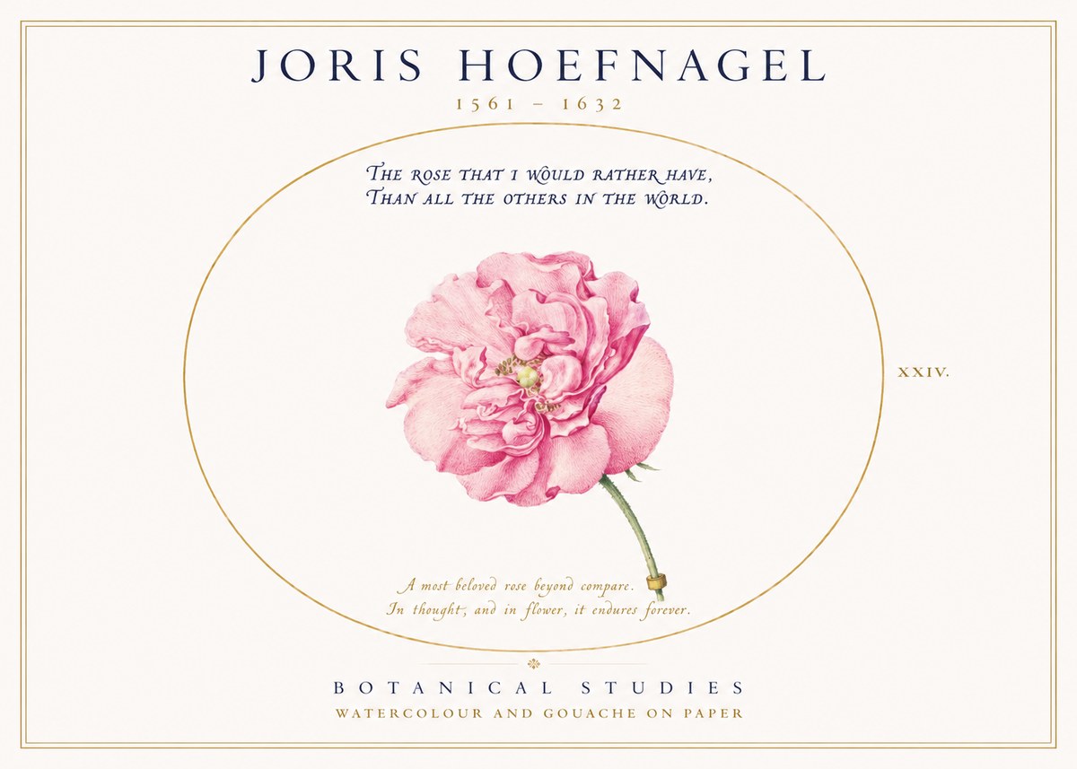 Joris Hoefnagel A Pink Damask Rose No3 - Póster