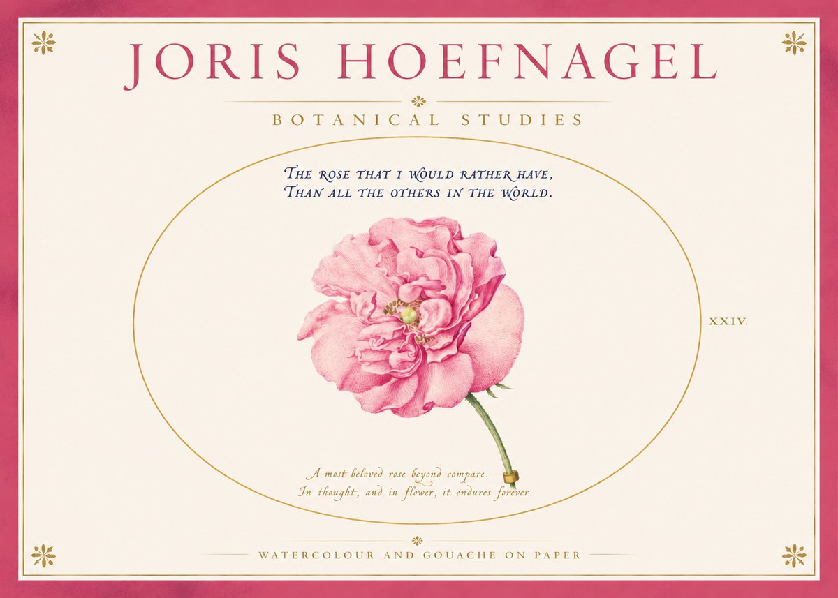 Joris Hoefnagel A Pink Damask Rose No4 - Póster