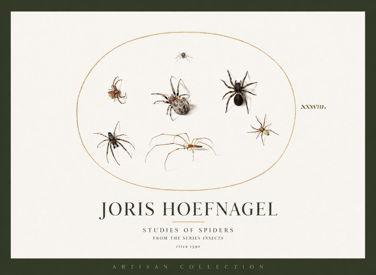 Joris Hoefnagel Studies of Spiders I No2 - Póster