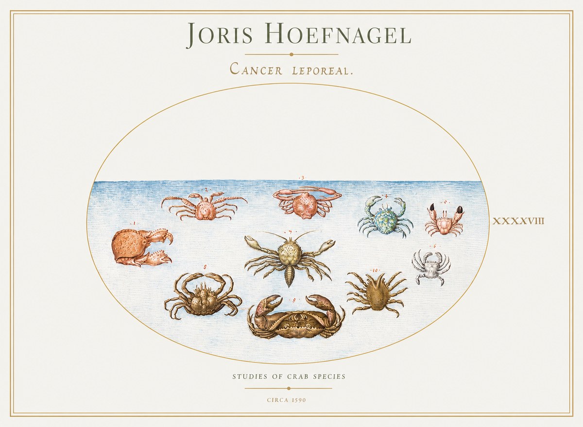 Joris Hoefnagel Cancer Leporeal. No1 - Póster