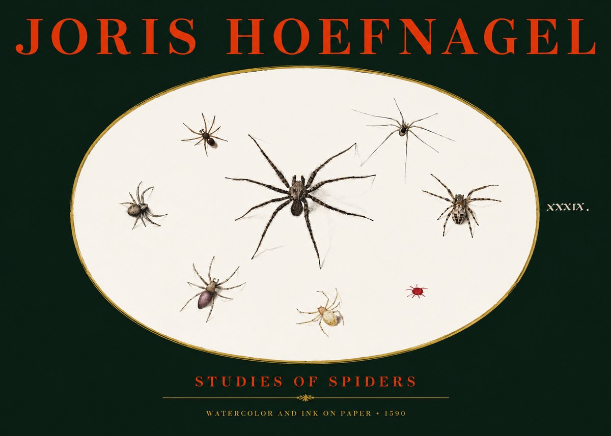 Joris Hoefnagel Studies of Spiders II No3 - Póster