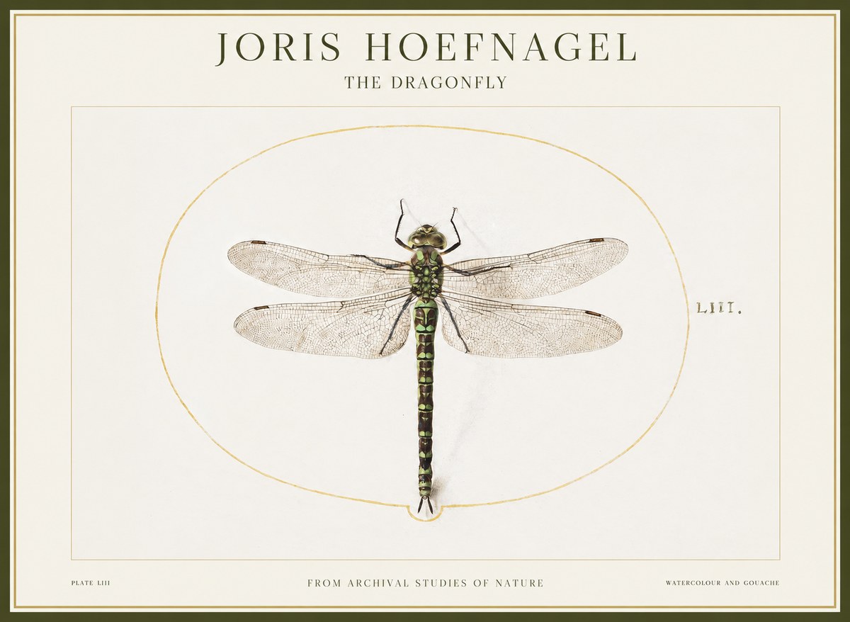 Joris Hoefnagel The Dragonfly No1 - Póster
